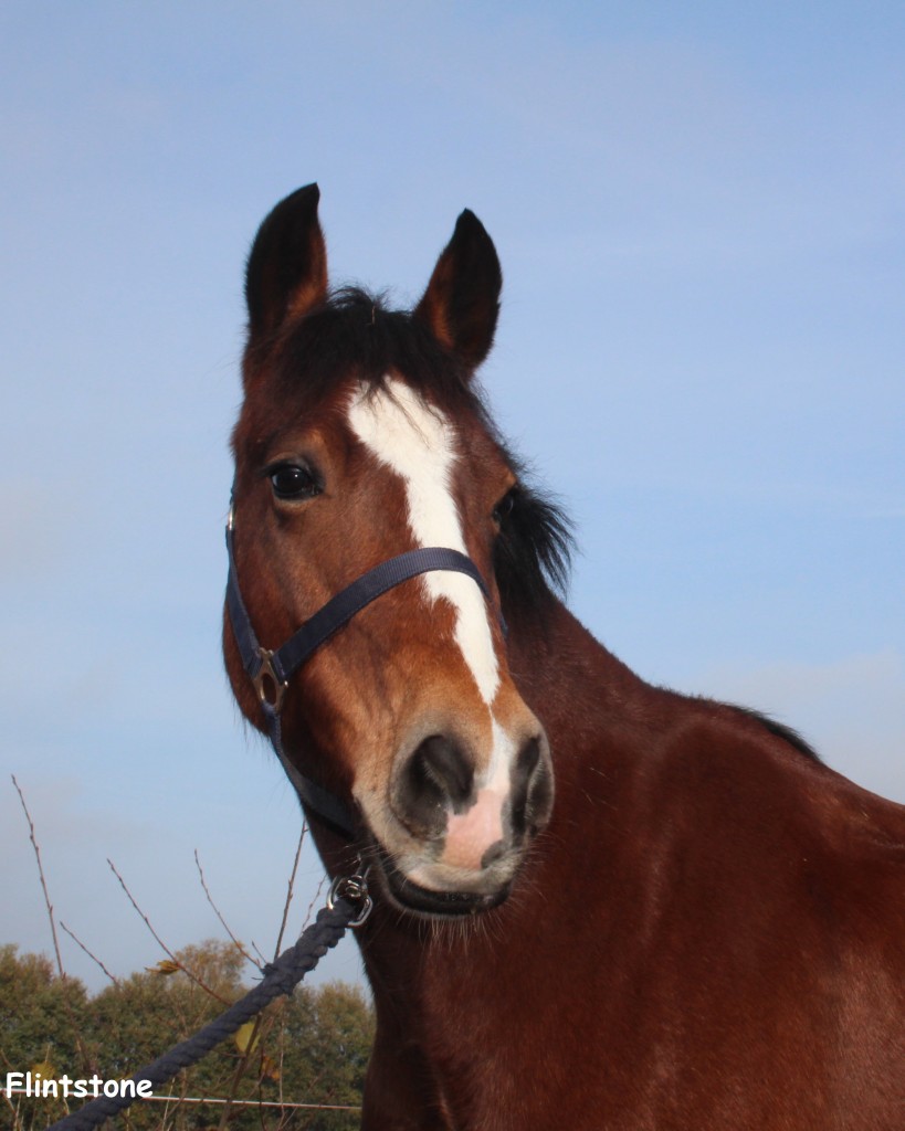 – Manege en groepsaccommodatie Markelo